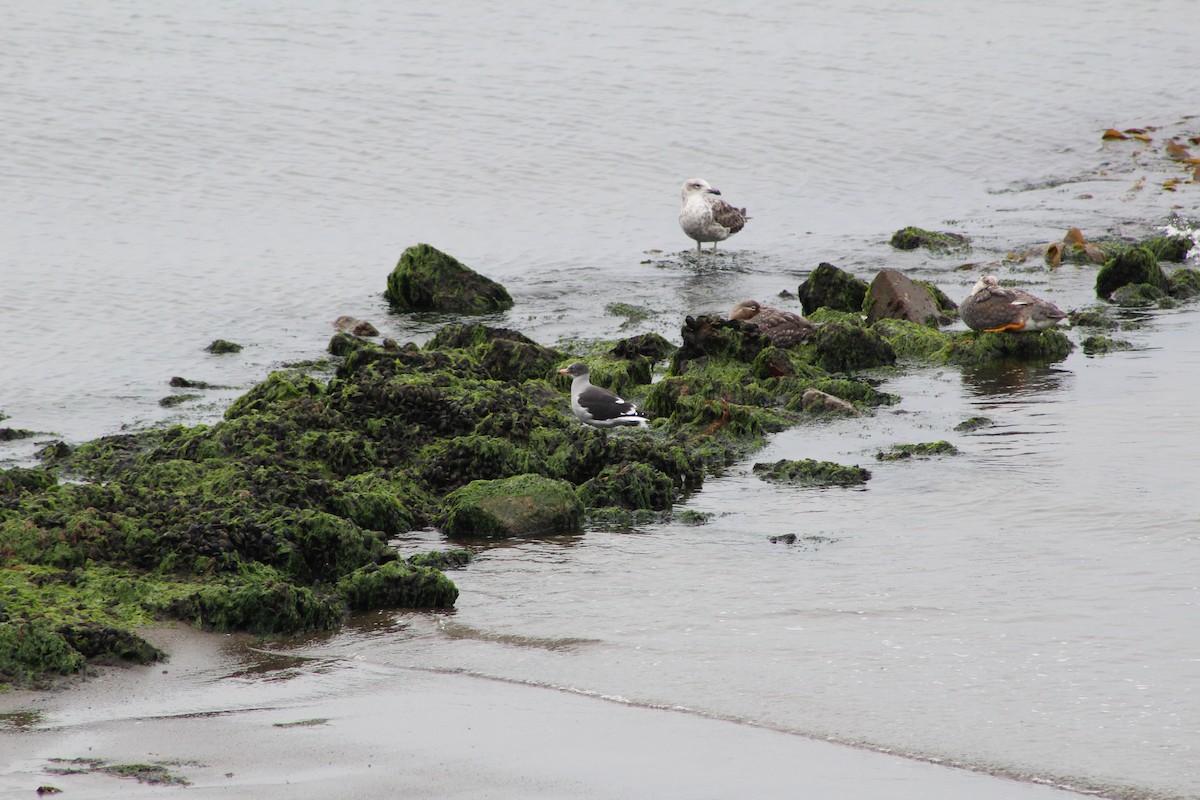 Dolphin Gull - ML642882696