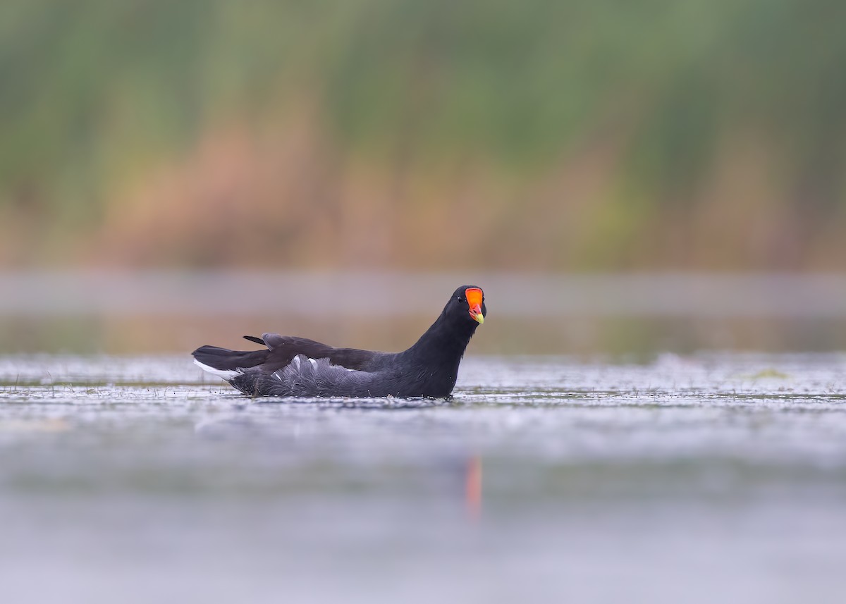 Common Gallinule (American) - ML642882701