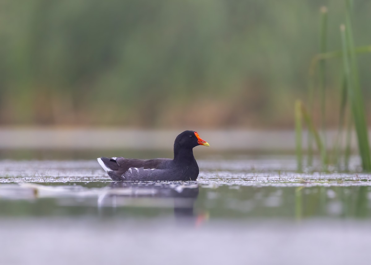 Common Gallinule (American) - ML642882704
