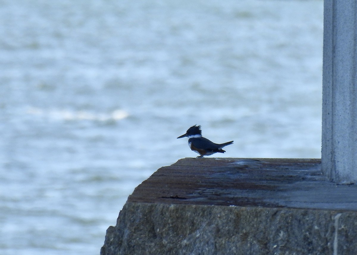 Belted Kingfisher - ML642882707