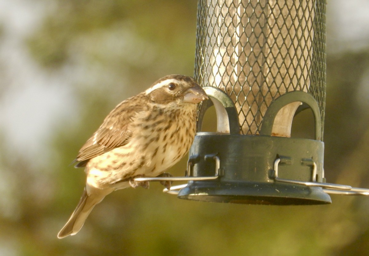 Rose-breasted Grosbeak - ML642882710