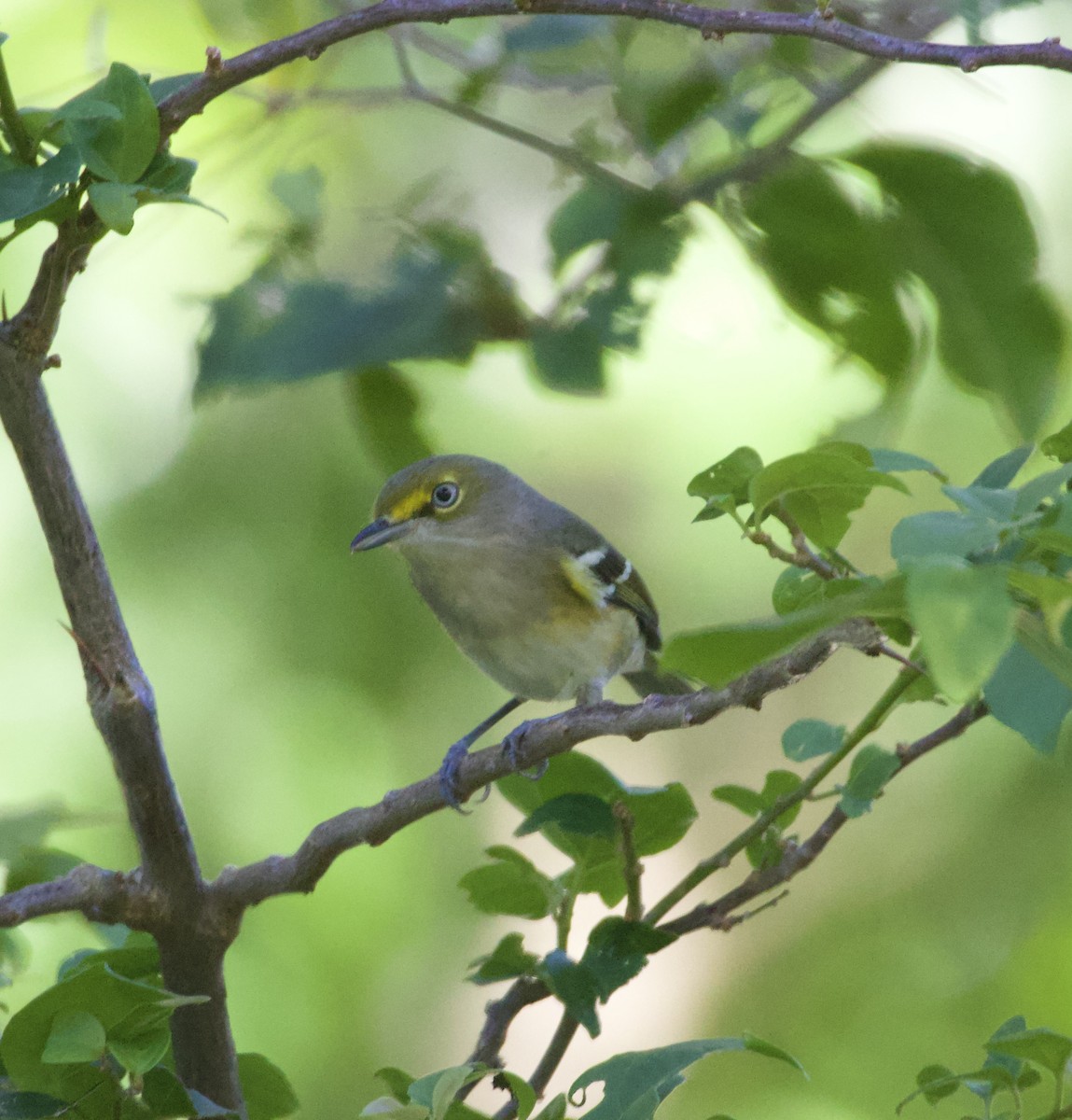 White-eyed Vireo - ML642882711