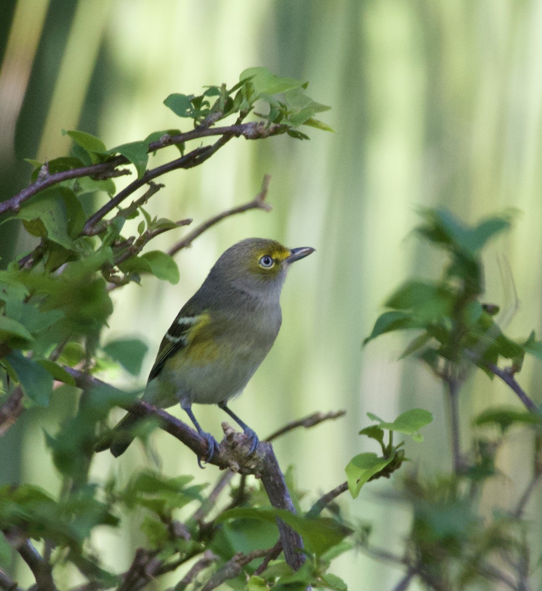 White-eyed Vireo - ML642882712