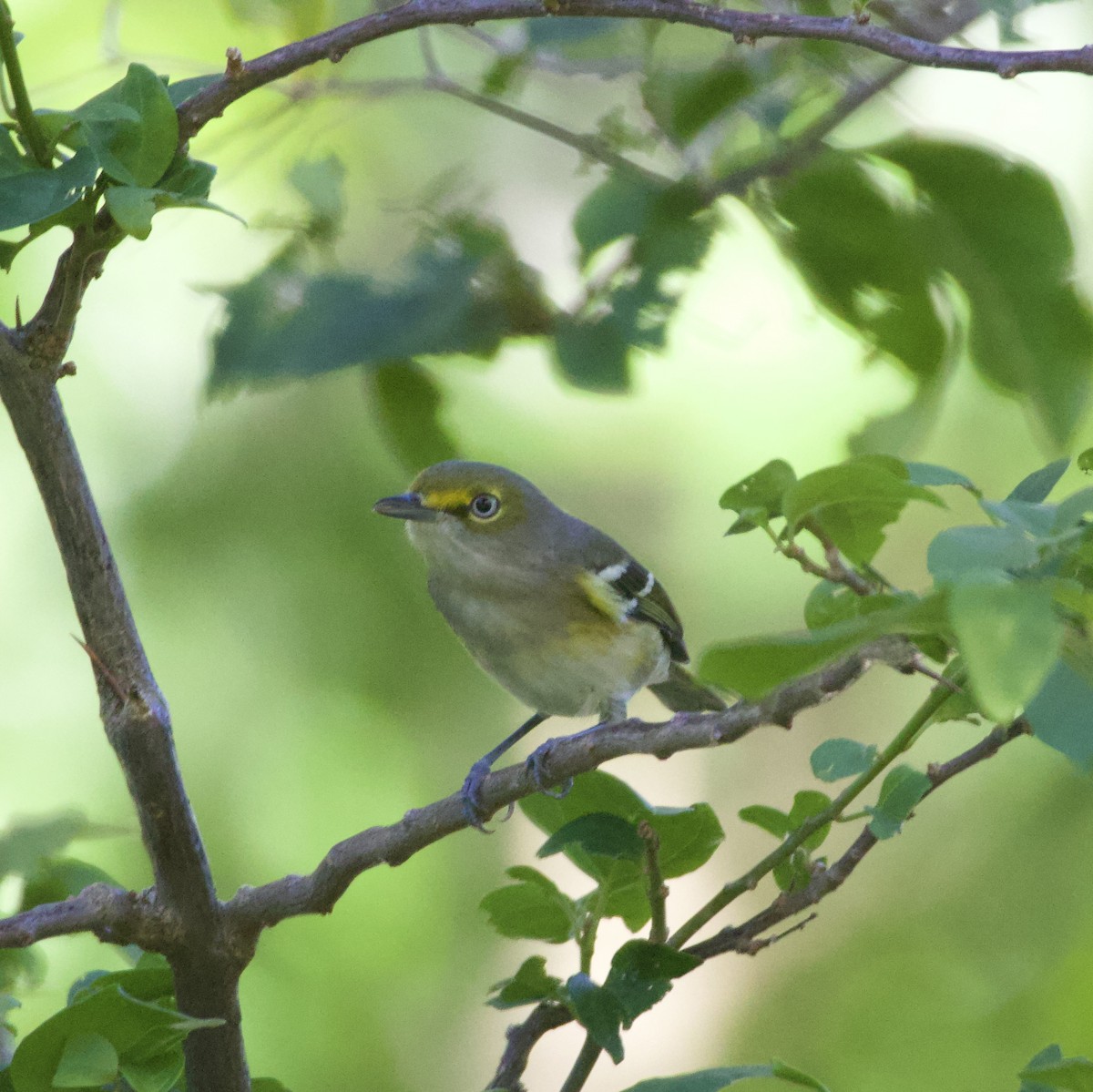 White-eyed Vireo - ML642882713