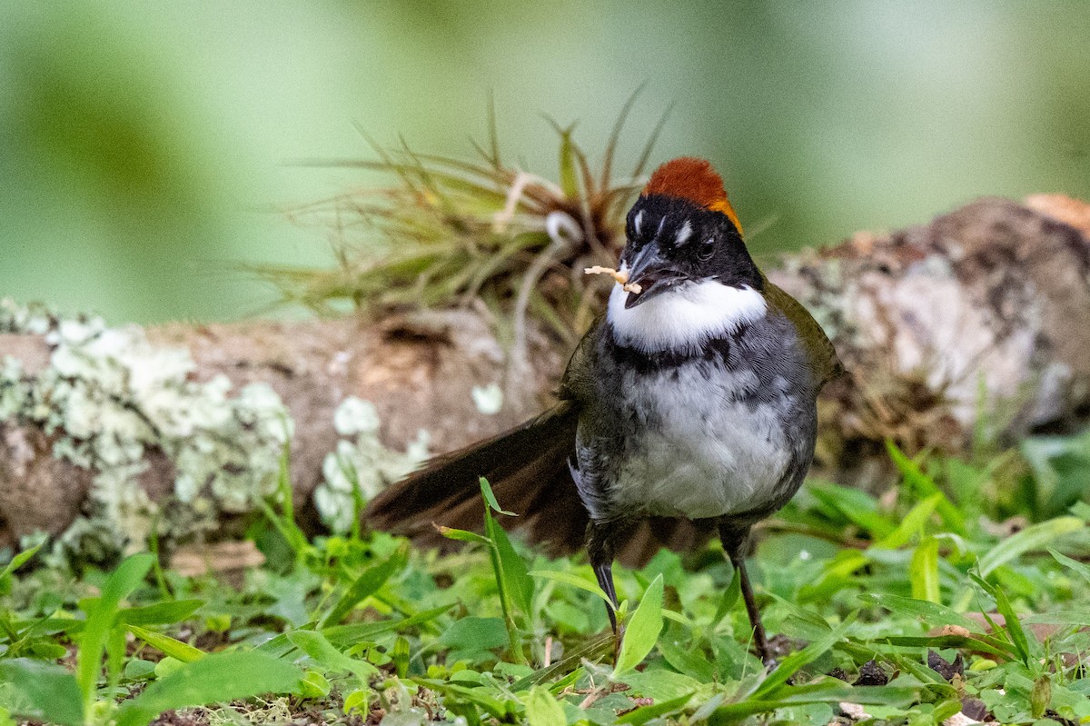 クリボウシヤブシトド - ML642882714