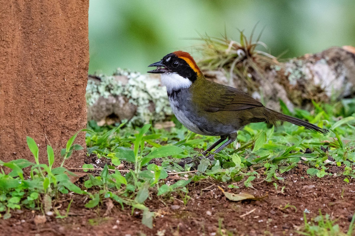 クリボウシヤブシトド - ML642882715
