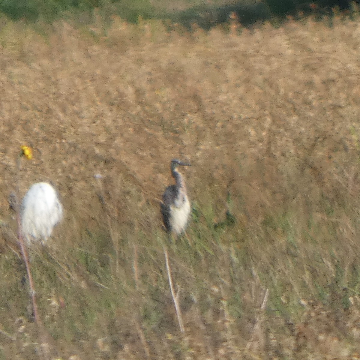 Tricolored Heron - ML642882723