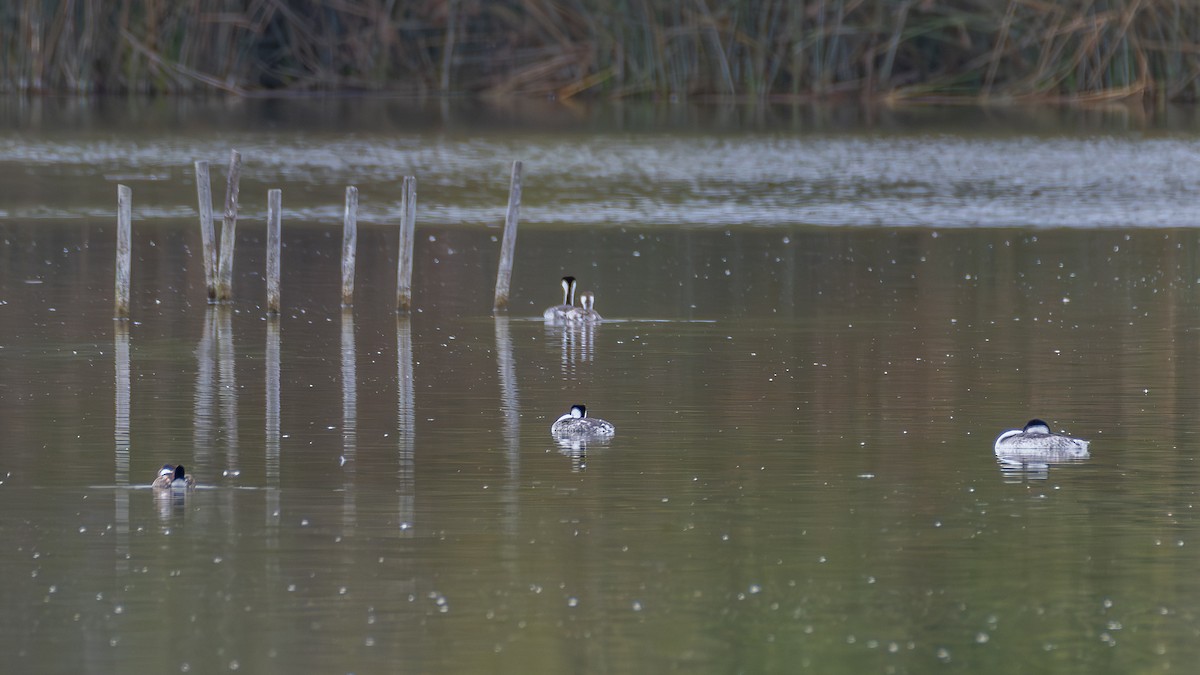 Clark's Grebe - ML642882732