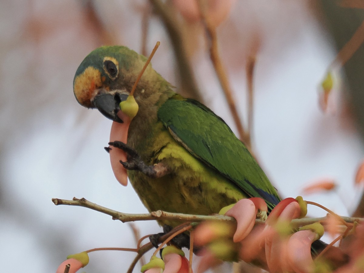 Peach-fronted Parakeet - ML642882733