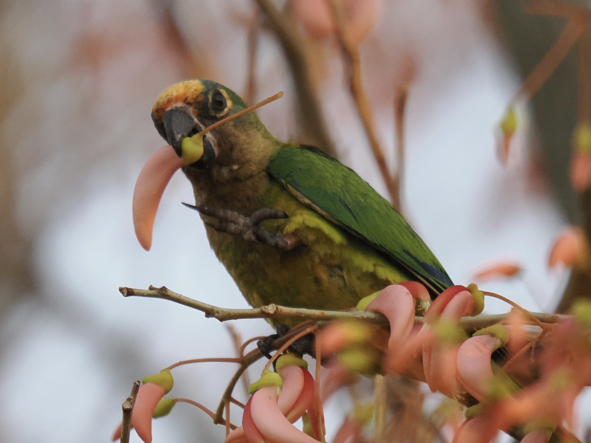 Peach-fronted Parakeet - ML642882734