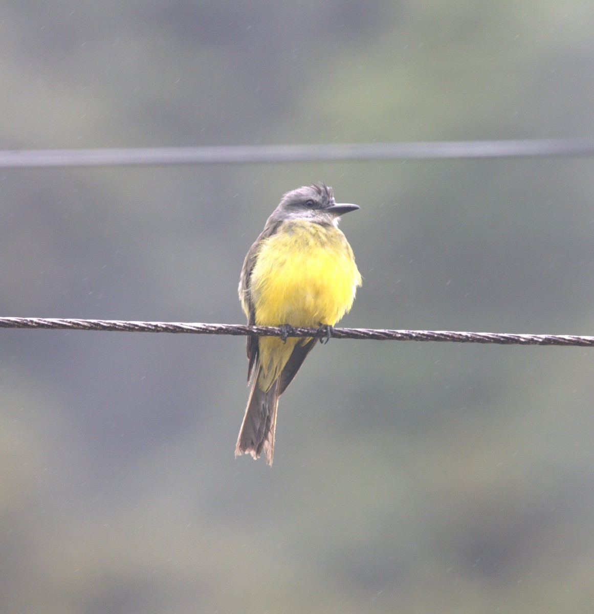 Tropical Kingbird - ML642882736