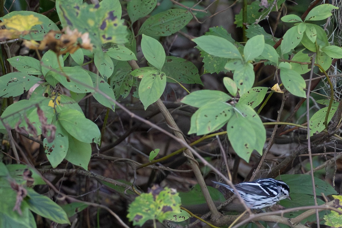 Black-and-white Warbler - ML642882741