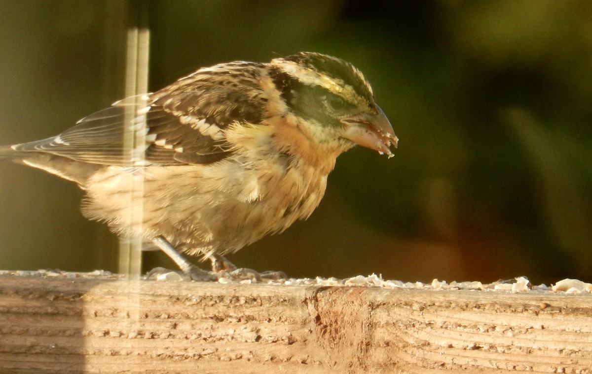 Black-headed Grosbeak - ML642882743