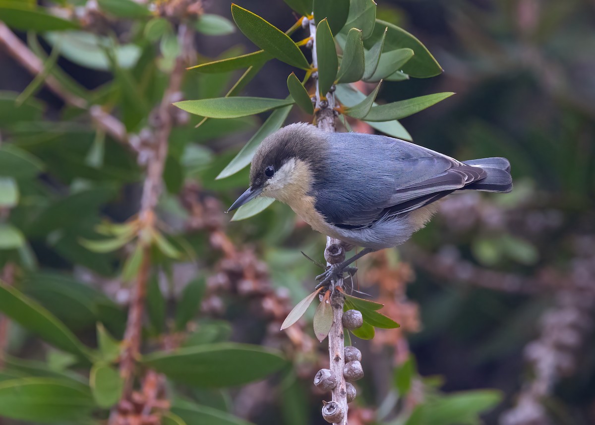 Pygmy Nuthatch - ML642882744