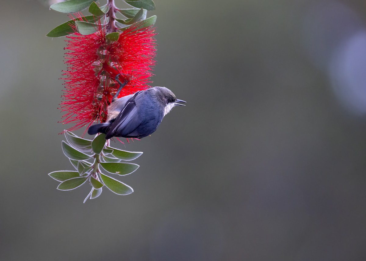 Pygmy Nuthatch - ML642882746