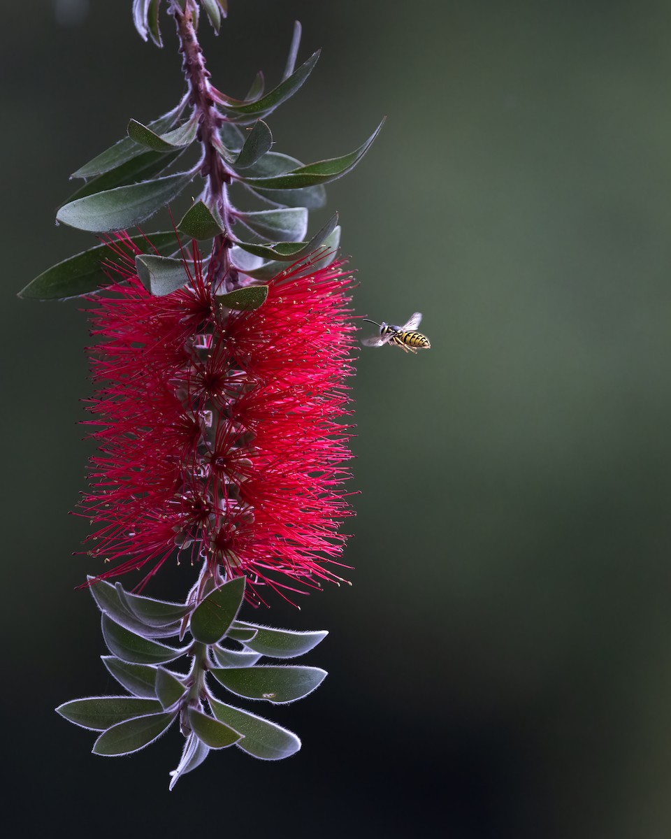 Insects - ML642882750