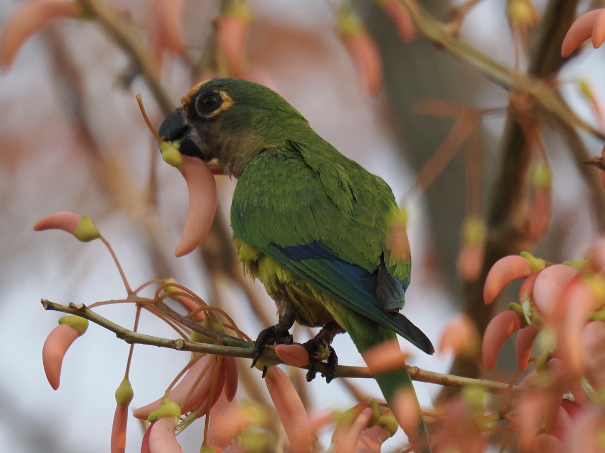 Peach-fronted Parakeet - ML642882753