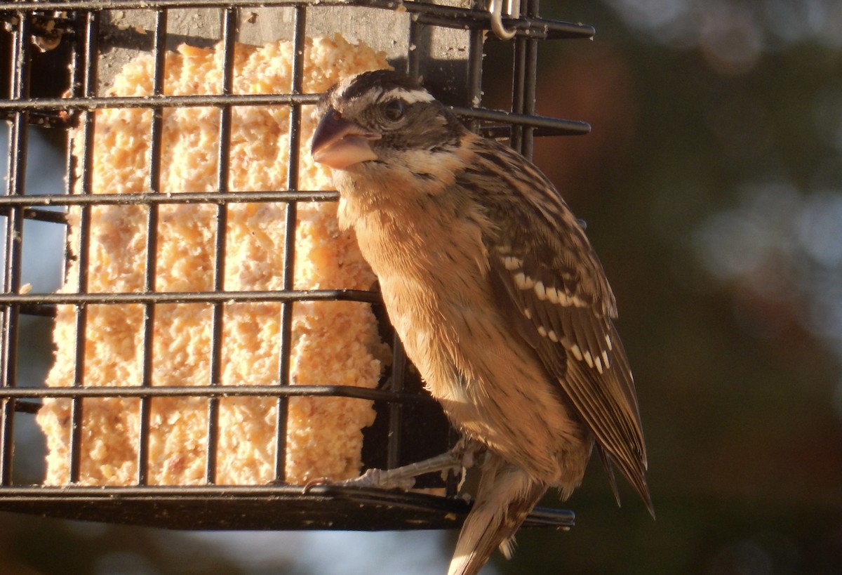 Black-headed Grosbeak - ML642882764