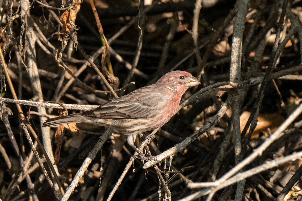 House Finch - ML642882766