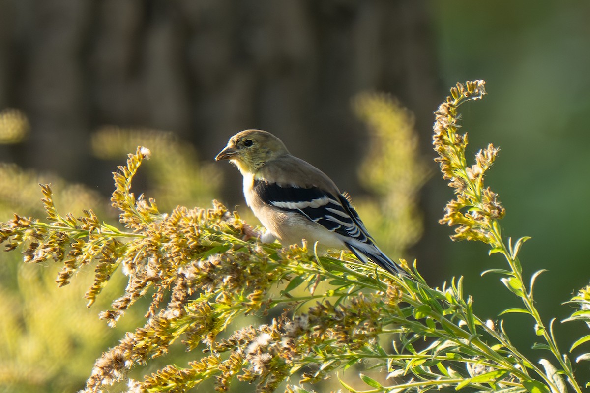 American Goldfinch - ML642882774