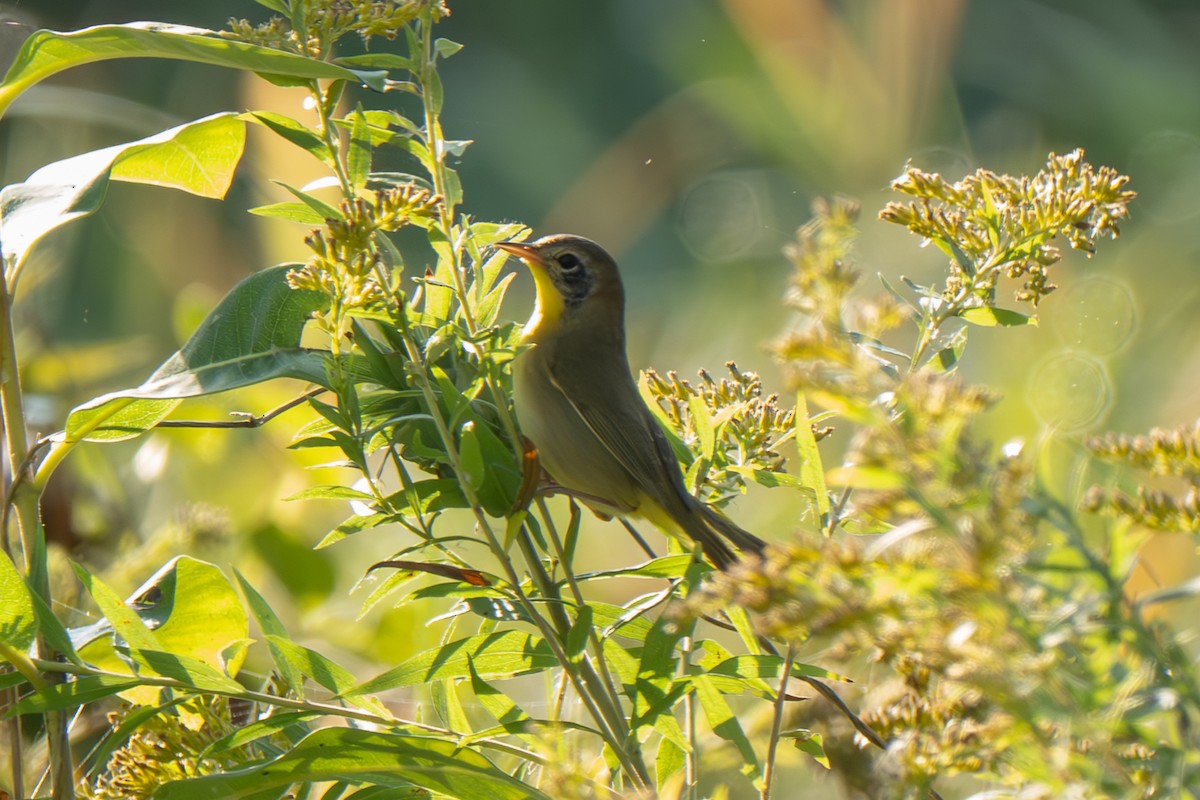 Common Yellowthroat - ML642882787