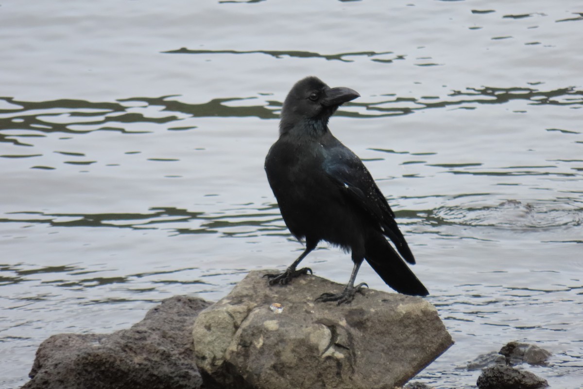 Large-billed Crow - ML642882789