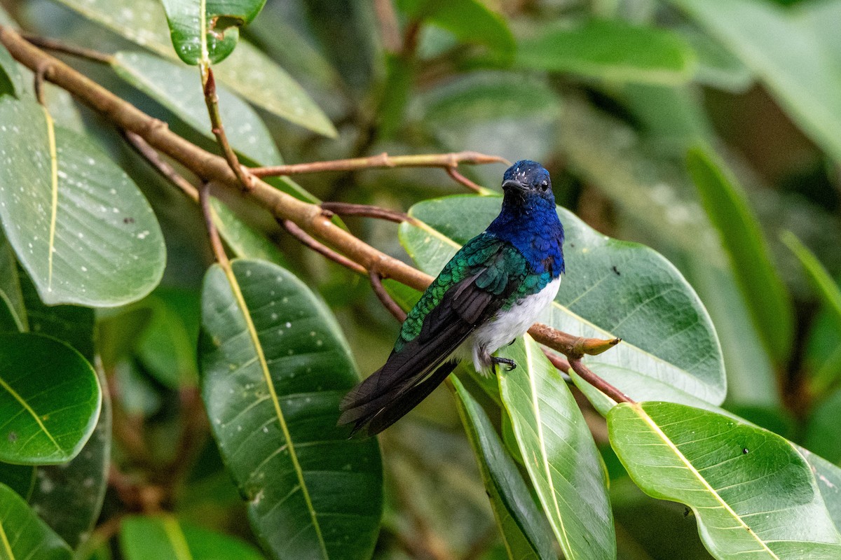 White-necked Jacobin - ML642882791