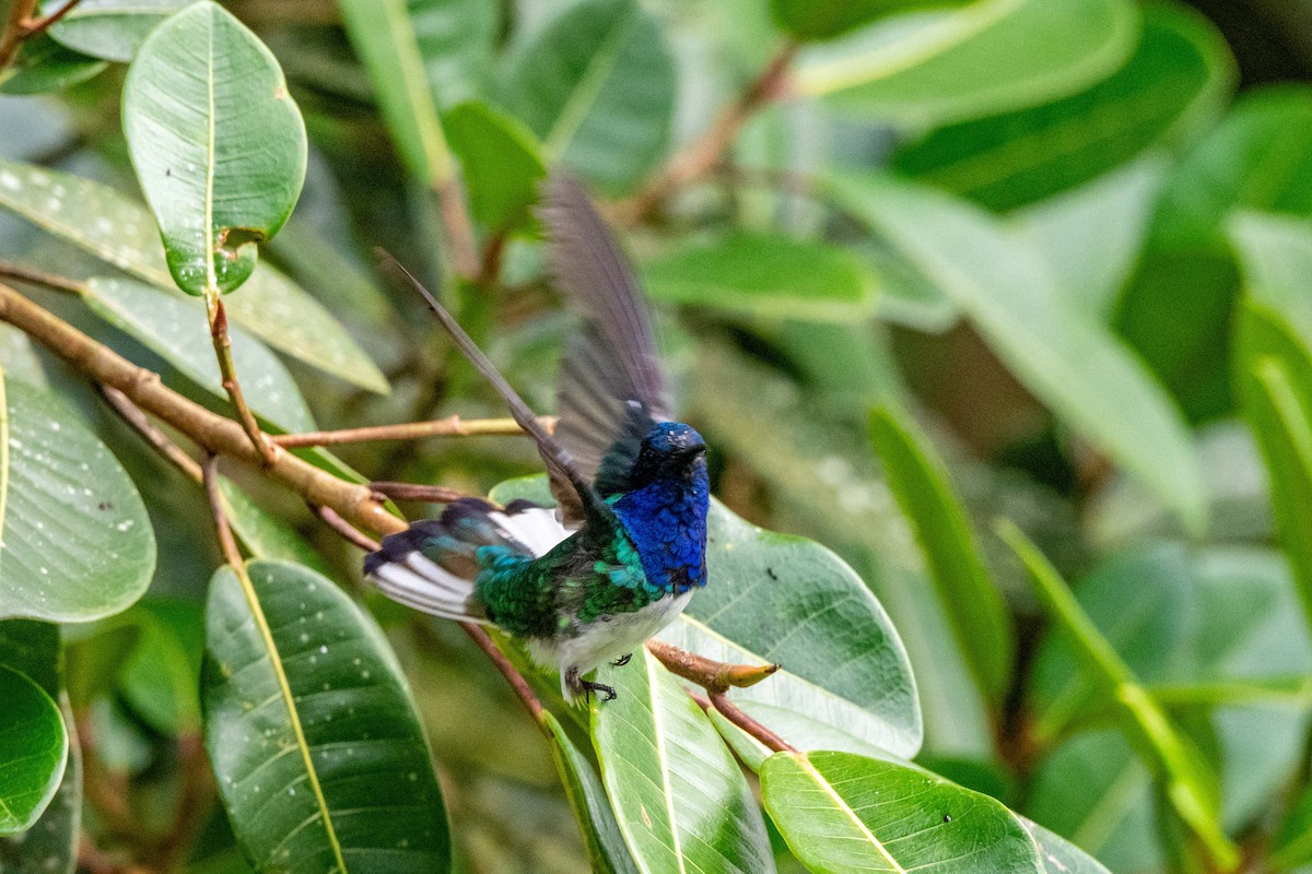White-necked Jacobin - ML642882792