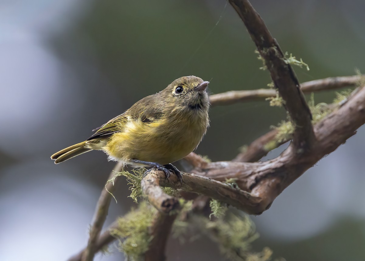 Hutton's Vireo (Pacific) - ML642882793