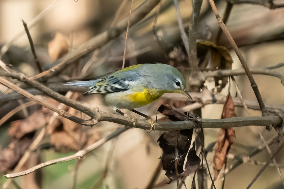 Northern Parula - ML642882796