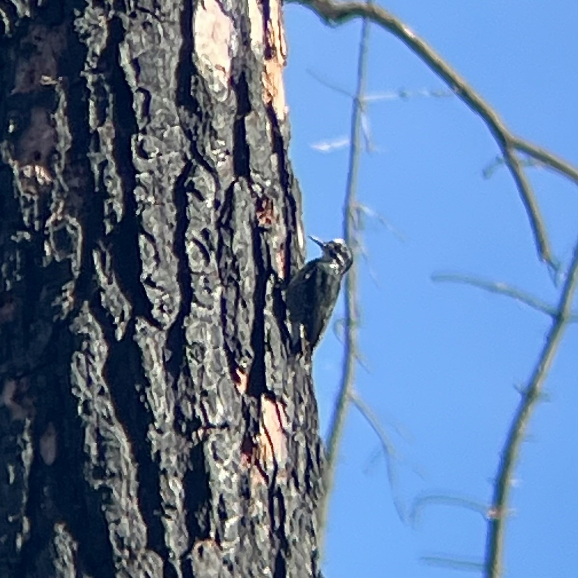 Black-backed Woodpecker - ML642882798