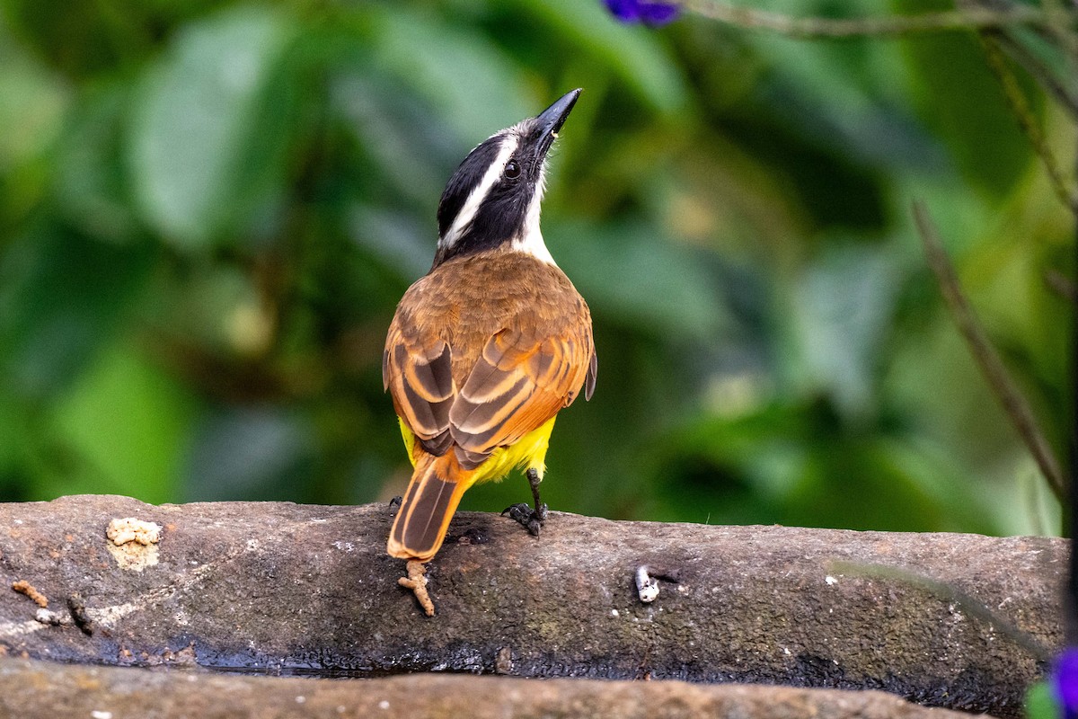 Great Kiskadee - ML642882799