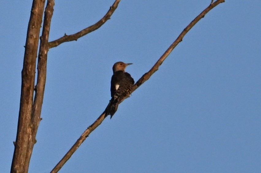 Northern Flicker - ML642882803
