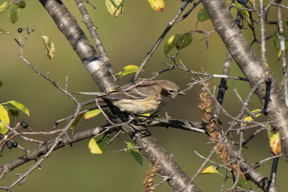Yellow-rumped Warbler - ML642882807