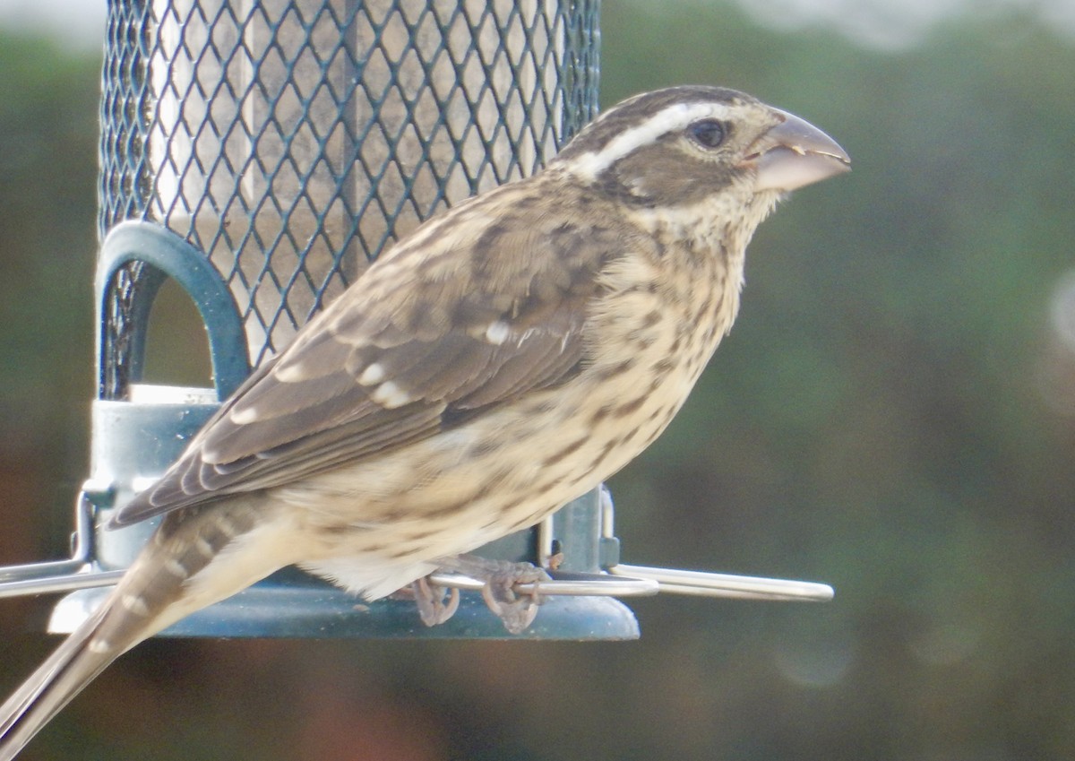 Rose-breasted Grosbeak - ML642882809