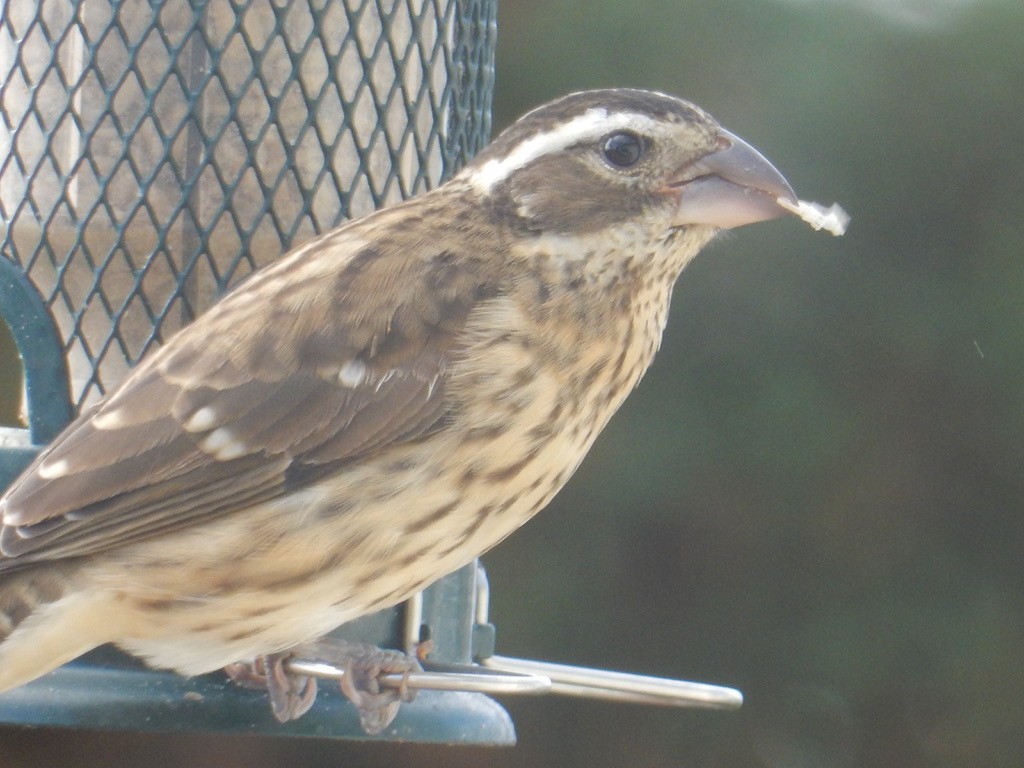 Rose-breasted Grosbeak - ML642882814