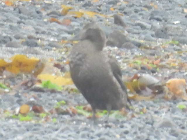 duck sp. - ML642882816