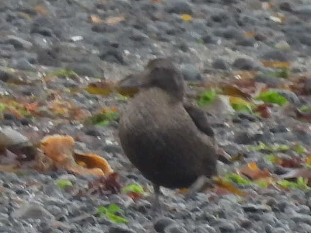 duck sp. - ML642882817