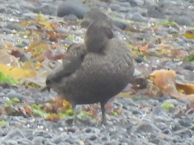 duck sp. - ML642882818
