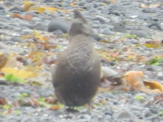 duck sp. - ML642882819