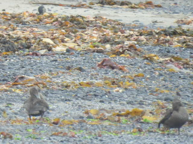 duck sp. - ML642882820