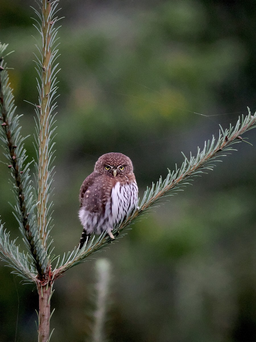 Northern Pygmy-Owl - ML642882822