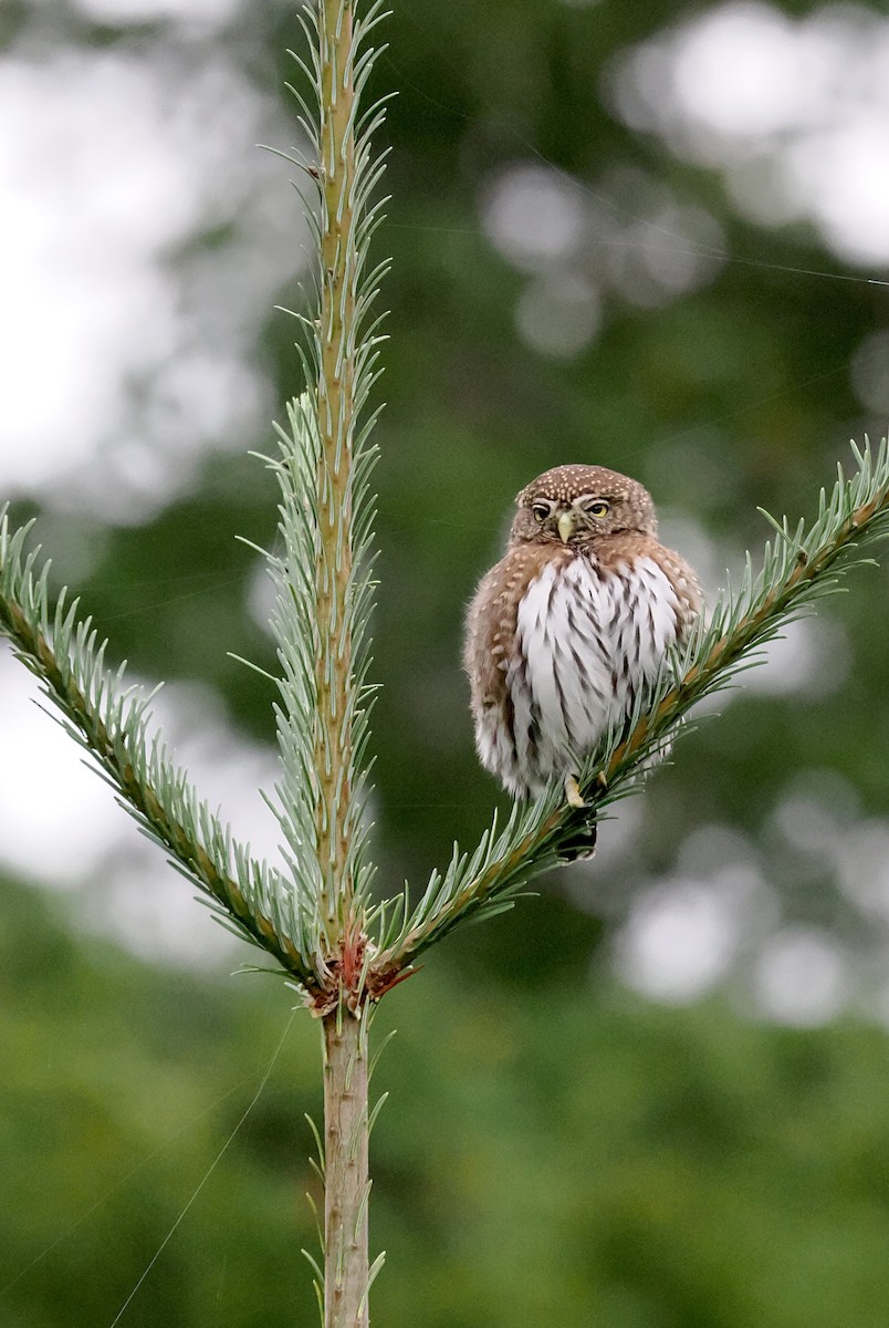 Northern Pygmy-Owl - ML642882827