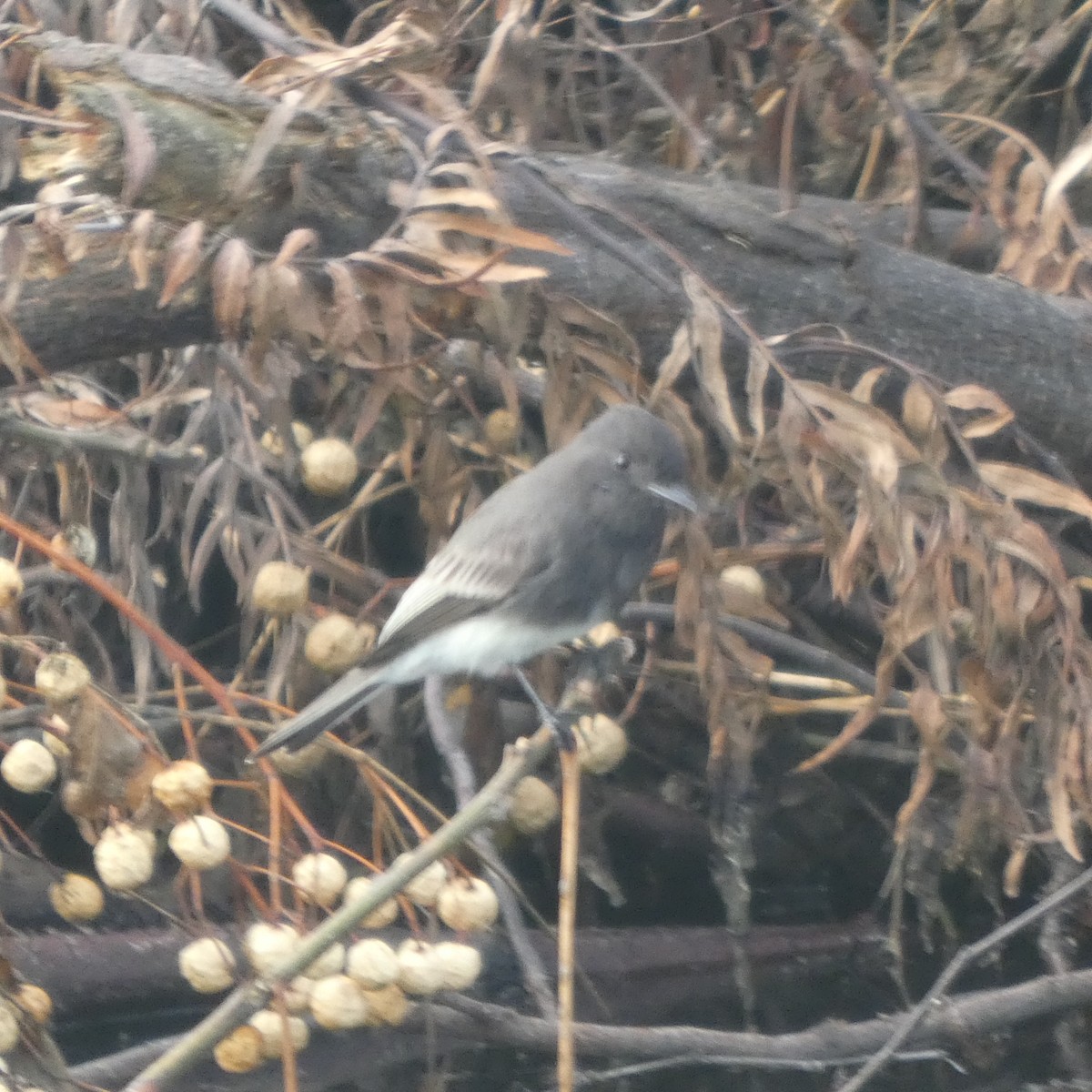 Black Phoebe - ML642882829
