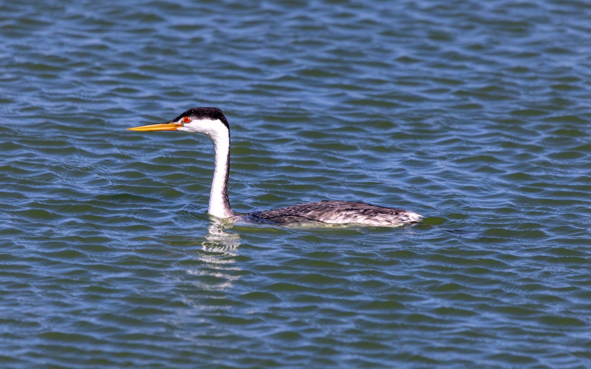 Clark's Grebe - ML642882830