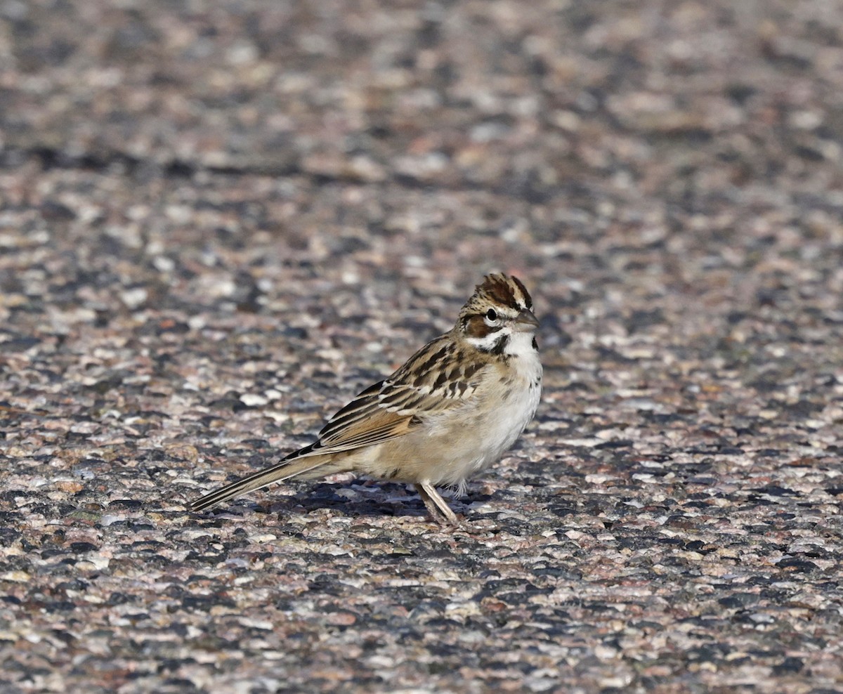 Bruant à joues marron - ML642882857