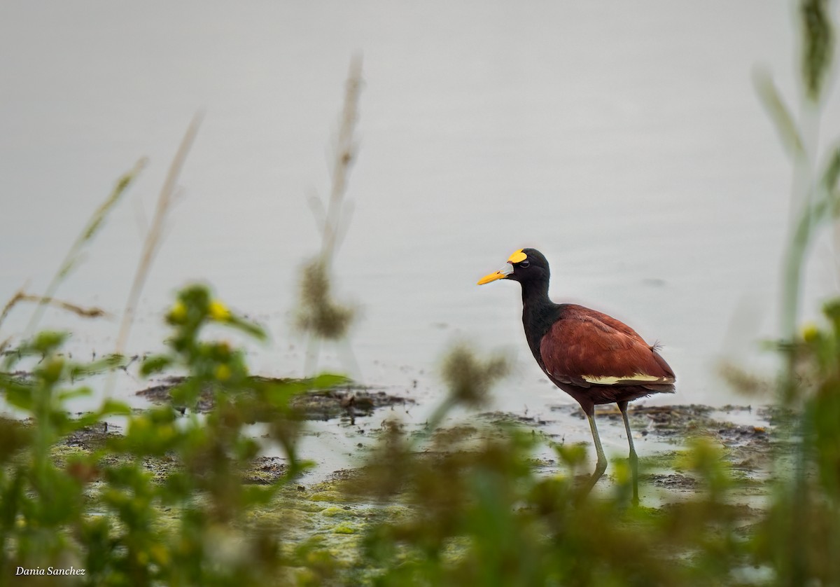 Northern Jacana - ML642882862
