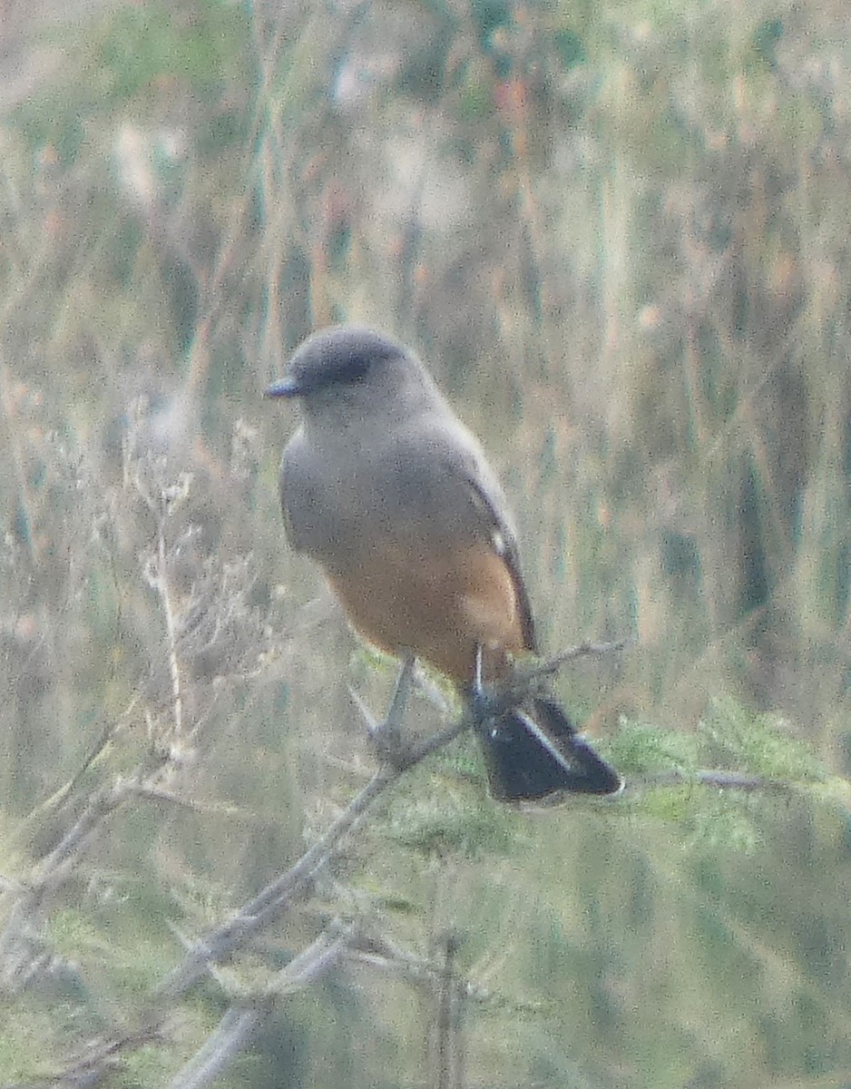 Say's Phoebe - ML642882871