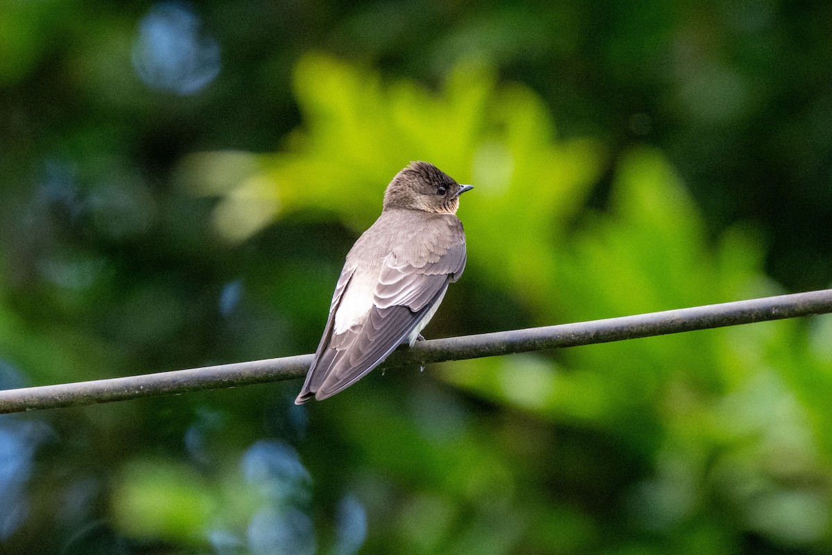 Southern Rough-winged Swallow - ML642882873