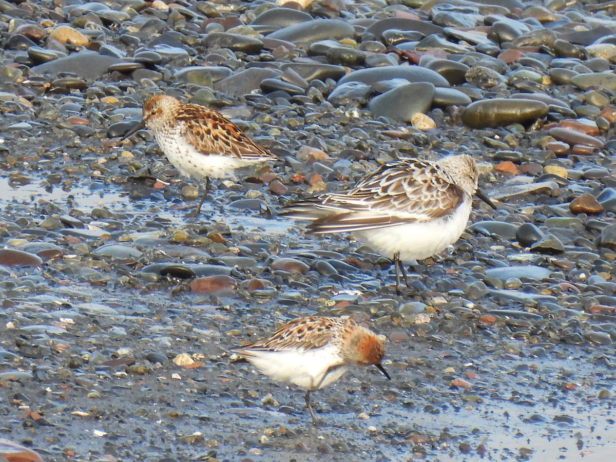 beringsnipe - ML642882877
